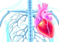 Calcified Valves Drain the Heart's Energy More Than Rheumatic Disease, Simulations Reveal