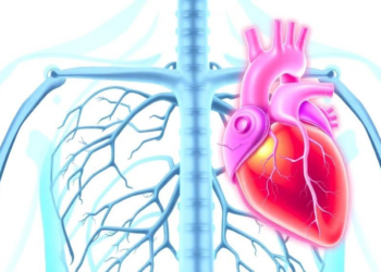Calcified Valves Drain the Heart's Energy More Than Rheumatic Disease, Simulations Reveal