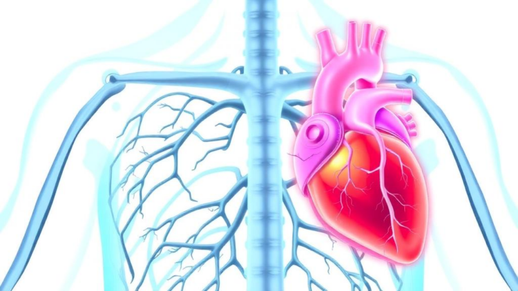 Calcified Valves Drain the Heart's Energy More Than Rheumatic Disease, Simulations Reveal