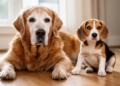 Big dogs really do age faster, and their epigenomes show it