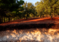 Mixed Mediterranean Forests Store More Soil Carbon, But Only in the Fast Lane