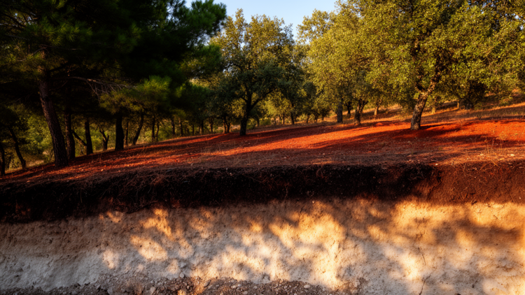 Mixed Mediterranean Forests Store More Soil Carbon, But Only in the Fast Lane