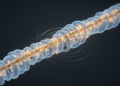 How Nerve Cells Measure Their Wires: Piezo1 Sets Myelin Length to Match Axon Size