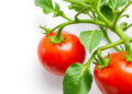 Machine Learning Designs Microbial Communities That Boost Tomato Growth and Heat Tolerance