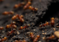 Ant Colonies Keep Idle Reserves of Workers to Survive Hard Times, Study Finds