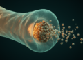 Ancient GTPase Gate Controls Secretion in Parasites and Ciliates