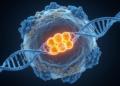 Hidden p53 Variant Δ246p53 Emerges as a DNA Damage Sentinel Driving Cellular Senescence