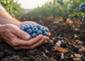 Machine Learning Reveals How Organic Fertilizer Ratios Shape Blueberry Fruit Quality Through Soil