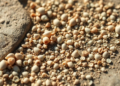 Tiny fossil shells on the Isle of Wight reveal ancient Eocene global warming events
