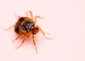 Head Lice in Thai Schools Carry Mutations Linked to Pyrethroid Resistance