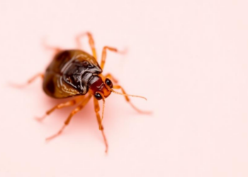 Head Lice in Thai Schools Carry Mutations Linked to Pyrethroid Resistance