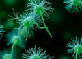 Microbial Physiology, Not Just Enzymes, Drives Nitrous Oxide Isotope Signatures