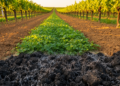 Trees in Vineyard Rows Quietly Rewire Soil Microbes and Boost Vine Nitrogen