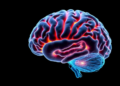 Protein Therapy Aims to Restore Brain Function in Fragile X Syndrome