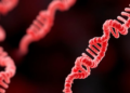 mRNA Vaccines Deliver Lasting Protection Against Tapeworm Disease