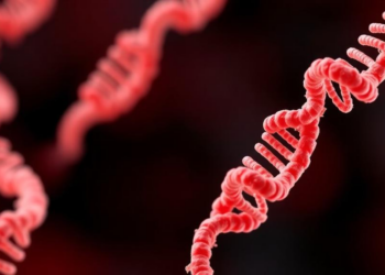 mRNA Vaccines Deliver Lasting Protection Against Tapeworm Disease