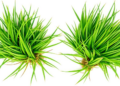 Two Bermudagrass Genotypes Take Opposite Biochemical Roads to Survive Salt and Drought