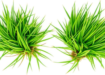 Two Bermudagrass Genotypes Take Opposite Biochemical Roads to Survive Salt and Drought