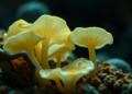 Lithium Blocks the Cellular Channels That Let Fungi Survive Fluoride