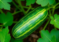 Cucumber Gene CsGA2ox2 Shows Stage- and Tissue-Specific Activity During Fruit Growth