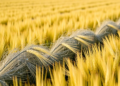 Treated Wastewater Irrigation Boosts Barley Yields Without Harming Seed Quality