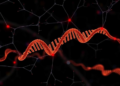 Aging Striatum Study Reveals a Protein-RNA Switch That Drives Huntington's Disease