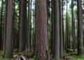 Tree Trunks Get Their Due: Stems Missing From Forest Climate Models Finally Counted