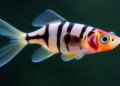 Genetic Defects Trigger Embryonic Regeneration Programs in Zebrafish