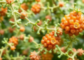 AI Scans Entire Proteomes to Find the Next Generation of Sustainable Food Proteins