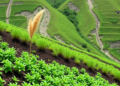 Plant Diversity, Not Microbes, Drives Soil Carbon Storage Along Mountain Slopes