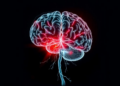 Anxious Minds, Broken Shoulders: Brain Circuit Revealed Linking Anxiety to Failed Tendon Healing