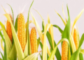 New Genetic Map Reveals Where Hybrid Vigor Shapes Maize Height