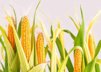 New Genetic Map Reveals Where Hybrid Vigor Shapes Maize Height