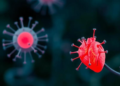 Plant Compound Salvianolic Acid B Shields Heart Cells From Sugar-Driven Inflammatory Cell Death