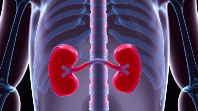 Cancer Survivors Show Widening Gap Between Two Common Kidney-Function Tests, Chinese Study Finds