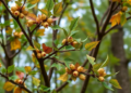 Hidden Leaf Fats Reveal How Evergreen and Deciduous Trees Spend Their Carbon