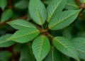 Ethiopian Tree Leaves Help Grow Antibacterial Zinc Oxide Nanocomposites