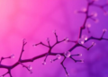 Rare Sugar D-Allose Rewires a Mitochondrial Stress Circuit to Slow Disc Degeneration