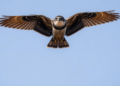 Nightjar wings reveal a trade-off between hunting slowly and travelling far