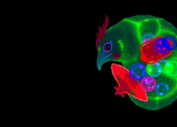 FuChi: A New Chicken Biosensor Illuminates Cell Cycle Dynamics in Living Embryos