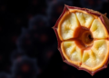 Betel Nut Chemical Shields Oral Cancer Cells From Copper-Driven Cell Death