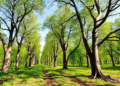 Giving Trees Room to Breathe: Wider Spacing Boosts Poplar Growth, Biodiversity and Soil Health