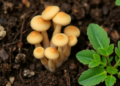 Fungal Matchmakers: How Soil Fungi Orchestrate Bacteria and Plants to Clean Up Toxic Soil