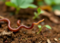 Adults Harbor Hidden Worm Burdens in Cameroon's Rainforest, Threatening Parasite Elimination Goals