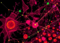 AI Reads Tissue Maps to Forecast Cancer Survival, Cell by Cell