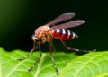 Plant Compound Andrograpanin Outperforms Insecticide Temephos in Mosquito Enzyme Docking Study