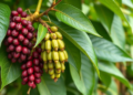 Hidden Superbeans: North-East India Landraces Pack Powerful Antioxidants
