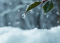 Riming Leaves a Hidden Isotopic Fingerprint in Rain and Snow Worldwide