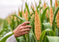Sniffing Out Trouble: Scientists Detect Pest Attacks on Maize in Real Time by Reading Plant Odors