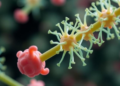 New Genomic Atlas Brings Order to the Mycobacterium avium Complex